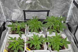 Cannabis Seeds California A Complete Guide to Growing Your Own