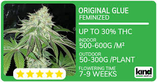 Cannabis Seeds California A Complete Guide to Growing Your Own