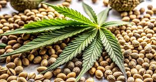 Cannabis Seeds California A Complete Guide to Growing Your Own